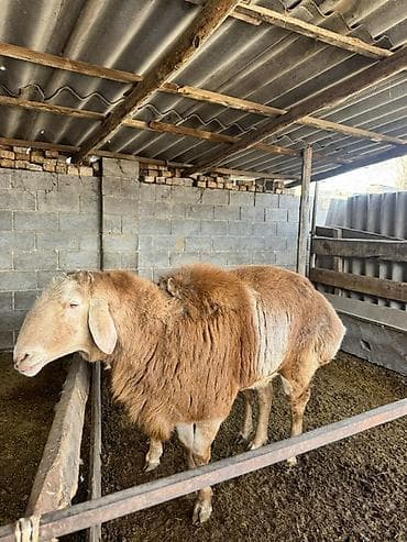 А/ч жаныбарлары үчүн тоюттар: Сатам | Ургаачы кой (ургаачы) | Көбөйтүү үчүн | Ургаачы — 1