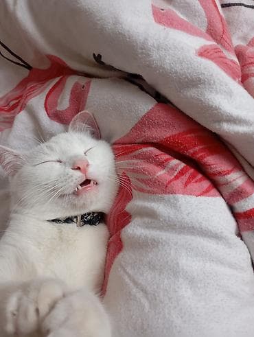 белый мех: Вязка: Британская короткошёрстная, Мальчик, 1 год, С прививками, Белый — 2