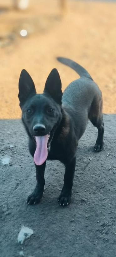 собаку хаски: Бельгийская овчарка, 5 месяцев, Самец, С прививкой, С родословной — 1