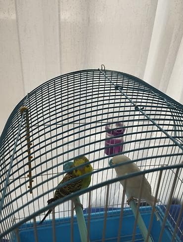 собаки долматинец: Волнистые попугайчики с клеткой и аксессуарами. Комплект: - Пара — 2