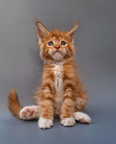 Продаются шикарные котята мейн куны Особенности: - Крупные уши с — 4