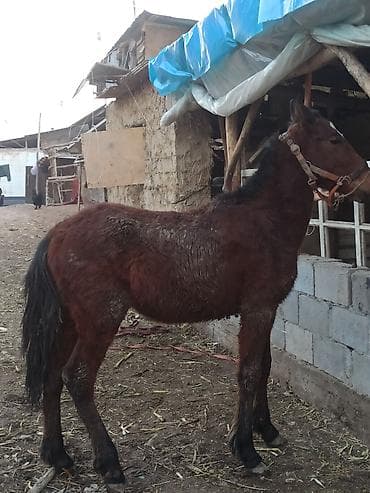 Аквариумы: Продаю | Жеребенок | Рабочий — 3