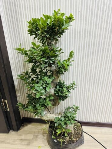 труба металлическая 100 мм цена бишкек: Бонсай высота 1.10 сантиметров.Уход за бонсай включает яркий свет — 2