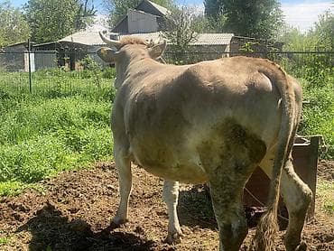 вызов ветеринара на дом бишкек: Продаю | Корова (самка) | Швицкая | Для разведения, Для молока | Привязанные — 7