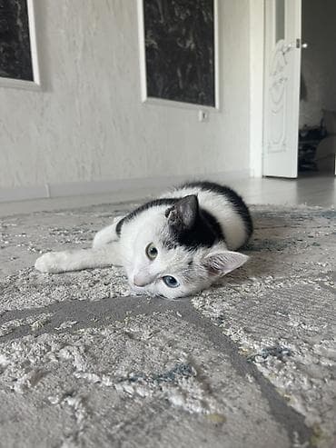 кошке: Кошка даром: Беспородная, 8 месяцев, Девочка, Приучена к лотку — 1