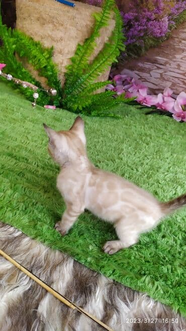 новорожденные котята: Друзья!! Проф питомник Бен Гла Мур Предлагает Шикарных элитных — 30