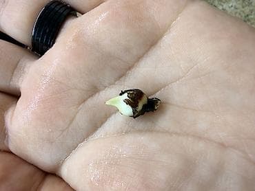 луковицы лилий: 1. Клубень алоказии псевдосандерианы вар 2. Клубни алоказии Пинк — 7