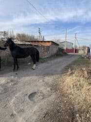 баран оптом: Сатам | Бээ (ургаачы) | Аргын | Жумушка — 7