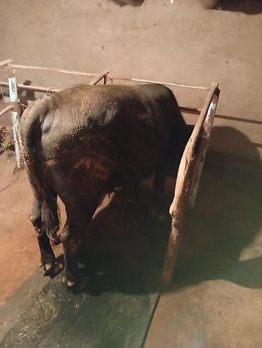 айрширская корова купить: Продаю | Бык (самец) — 6