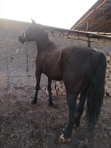 усыпление животных бишкек: Продаю | Конь (самец) | Конный спорт — 3