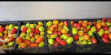 замороженная кукуруза: Семена перца сорт ласточка всходнось 99 % — 6