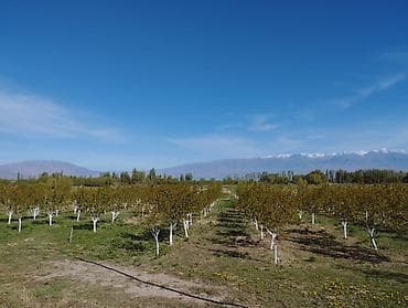 яблоневый сад: 4 соток, Для сельского хозяйства, Красная книга — 4