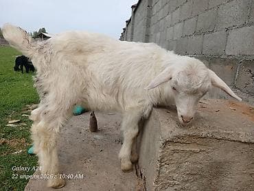 живые дрожи: Продаю | Коза (самка) | Для разведения | Котные — 1