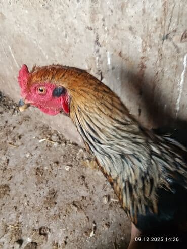 сколько стоит корова: Продаю петуха бойцевой Дакан молодой — 7