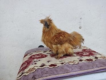 породистые котята бишкек: Продается молодой петушок породы китайский шелковый. писать только на — 6