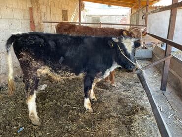 боксер собака купить: Продаю | Бык (самец) | На откорм | Племенные — 2