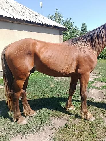 Продаю | Жеребец | Конный спорт | Племенные — 1