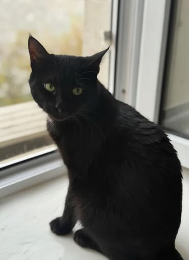 купить кошку бенгальскую: 10 месяцев, Мальчик, Кастрирована, Приучена к лотку, Проглистована — 2