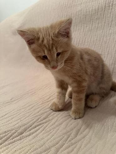 d cat: Кошка даром: Беспородная, Мальчик, Приучена к лотку — 4