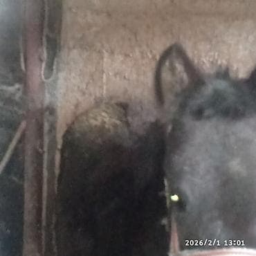 сколько стоит жеребенок в кыргызстане: Продаю | Жеребенок | Для разведения — 7