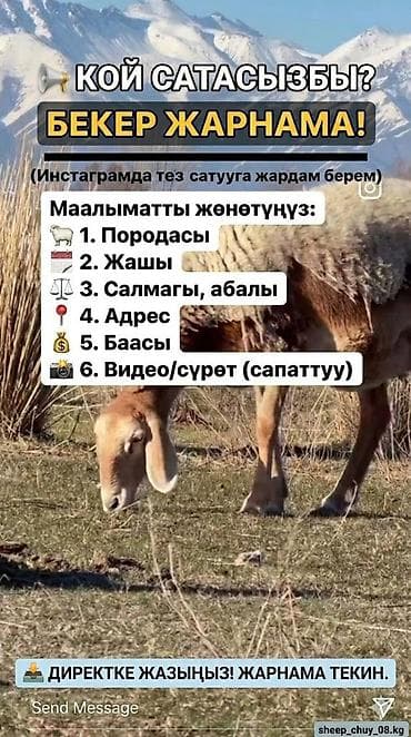 кой базар: Продаю | Овца (самка), Ягненок, Баран (самец) — 4