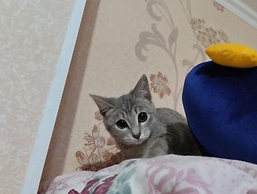 Продажа кошек: Беспородная, 5 месяцев, Девочка, Серый, Приучена к лотку — 2