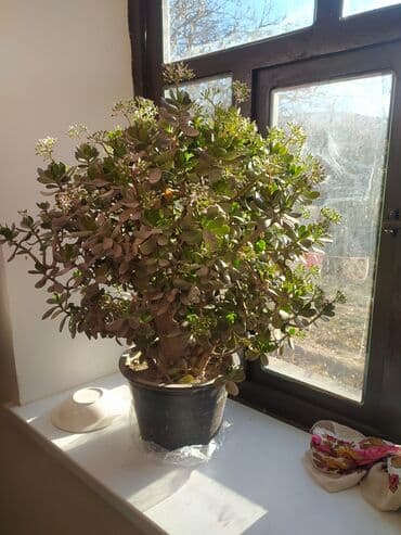 шкаф кухонный б у: Срочно сатылат — 1