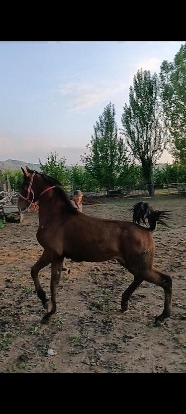 щегол птицы: Продаю | Конь (самец) | Конный спорт — 1