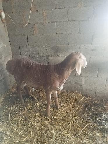ат полша: Продаю | Баран (самец) | Для разведения | Племенные — 1