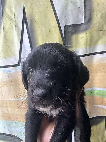 мультипу собака: Щенки в добрые руки 🐶 2 девочка возраст — почти 2 месяца. Уже — 5