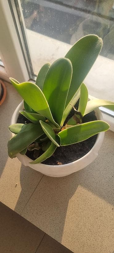 искусственные цветы дордой: Гиппеаструм . первая стрелка отцвела вторая пошла. Красавица! — 2