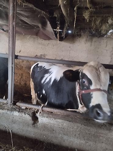 Продаю | Бык (самец) — 5