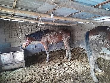 Собаки: Продаю | Кобыла (самка) | Полукровка — 5