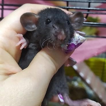 Крысы: Питомник Rat Hause Love: предлагаются красивейшие лысые и волосатые — 1