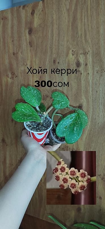 фикус триангулярис: Комнатные растения — саженцы и черенки. 1) Живое дерево (лечебное) — — 9