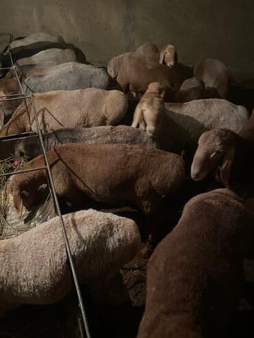 продаю музоо торпок корова самка бык самец айрширская ангус алатауская на забой для разведения на откорм племенные нетель привязанные: Сатам | Кочкор (эркек) | Көбөйтүү үчүн | Ургаачы — 1