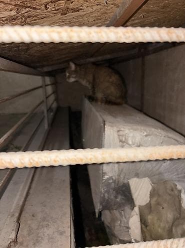 кошки милые: Кошка даром: Беспородная, 1 год, Девочка — 4