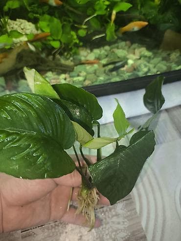 рыбки аквариум: Продаю Аквариумное растение Анубиас (вероятно Anubias barteri/Anubias — 2