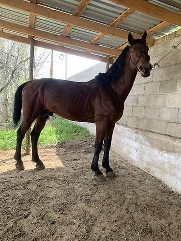 рабочий лайка: Продаю | Жеребец | Рабочий — 6