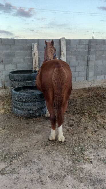 кот для вязки скоттиш страйт: Продаю | Конь (самец), Жеребец | Дончак | Рабочий | Мерин — 4