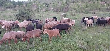 матка с ягненкам: Продаю | Овца (самка) | На забой | Матка — 2