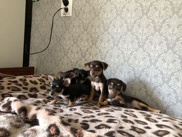 куплю щенков немецкой овчарки: Той-терьер, 1 айлык, Ургаачы — 3