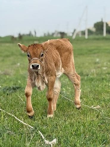 парода уйлар: Продаю | Корова (самка) | Полукровка | Для молока | После отела — 5