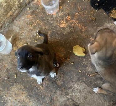 сабака овчарка: Собака даром: Овчарка, 2 месяца, Самка — 9