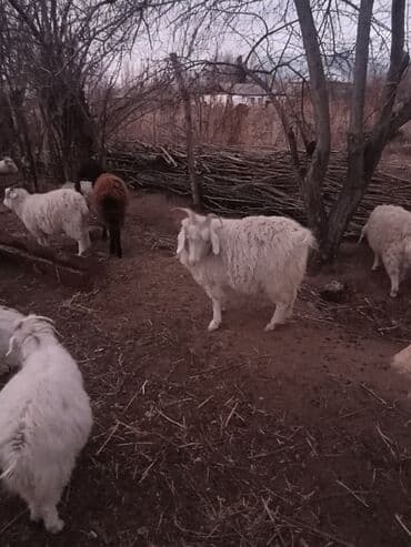 животные в ош: Продаю | Козёл (самец) | На забой — 4