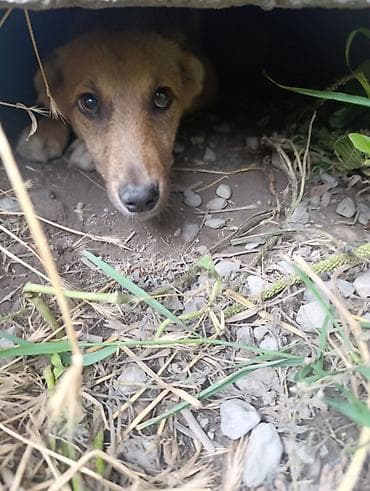 купить кошку манчкин: Собака даром: Дворняжка, 5 месяцев, Самка — 1