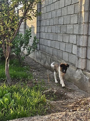 восточная европейская овчарка: Щенок крупной породы (похож на восточно‑европейского/азиатского типа) — 1