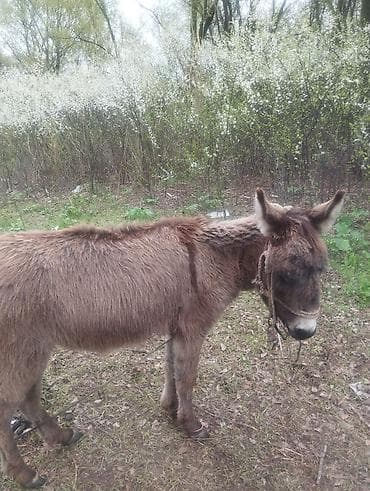 купить собаку в бишкеке: Осёл (домашний) - Вид: осёл, стандартного размера - Масть — 4