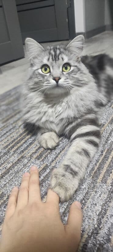 приют для котят бишкек: Вязка: Сибирская, Мальчик, 1 год, С прививками, Серебристая шиншилла — 4