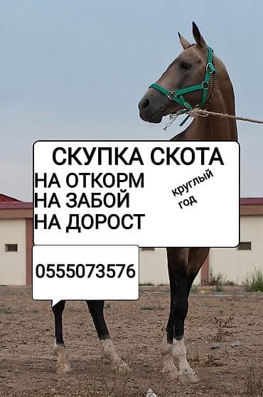 Частное лицо, Колбасный цех : Коровы, быки, Лошади, кони, | Круглосуточно, Любое состояние, Забитый